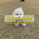 댕댕이묭실 | 대구 동구 애견미용 우리집 댕댕이가 처음으로 좋아했던 방문 후기