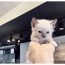 날데려가개 이미지