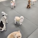 에덴 애견 유치원 호텔 이미지