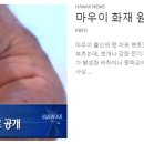 [ 하와이 현지뉴스 :: "KBFD" (한인TV) ] 2024년 3월 8일까지 - 마우이 화재 원인 밝혀지나 이미지