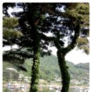 유양식선생묘 이미지