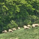 지동목장 | 휘닉스 평창 리조트 조식 수영장 가격 부대시설(블루캐니언,루지,상상놀이터) 추천후기