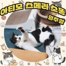 고양이집 | 아티모스페라 고양이 소똥냄새장난감 일주일 리얼후기 다른집고양이 반응은?