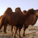 낙타 PC 이미지