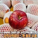 사각사각 | 사각사각 아삭한 햇홍로! 가성비 최고 사각사각 장터 사과 후기🍎