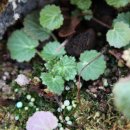 선바위(분재전시관) 이미지