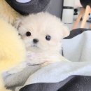몽냥몽냥 강아지분양 은평점 이미지
