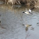 안현천 | 경포호와 경포천에서 만난 큰고니와 겨울철새들...