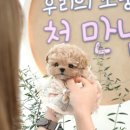울산 강아지분양 미유펫 이미지