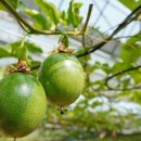 두리농장 이미지