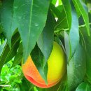 청석농장 이미지