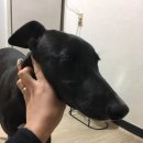 봉팔이네 이미지