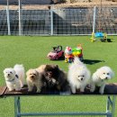 멍스빌리지풀빌라2 | 가평 애견펜션 모든 것 다 갖춘 프리미엄 멍스빌리지풀빌라