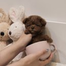 버디독 강아지분양 안심분양센터 서울 영등포점 이미지