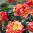 장미유통 이미지