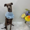 포프리티 이미지