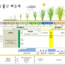 벼농사 일정과 벼의 생육 단계 이미지