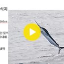 095 백새치 Marlin, White 이미지