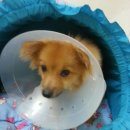 반려동물 의료센터 다울 이미지