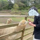 제주농장 | 제주 알파카농장 후기(애월읍 도치돌알파카농장)