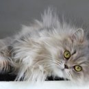 청라호수동물메디컬센터 이미지