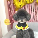 블링블링하개 이미지