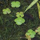 네잎클로버 이미지