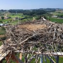 황새가족과 황새알 이미지