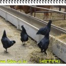 봉황농장 이미지