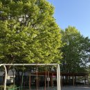 목련 어린이공원 이미지