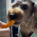 주방에 온 댕댕이 이미지