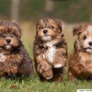 우쭈쭈 강아지 이미지