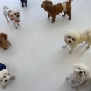 머뭄 애견유치원 이미지