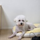 사랑의 손 경로식당 | [일상]10월 / 내사랑 우동이 / 원주 라이프 / 민둥산 억새축제