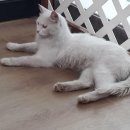 야로초등학교 이미지