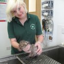 멍멍이네 이미지