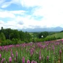 꽃의 천국 - 일본 북해도 후라노와 비에이. 이미지