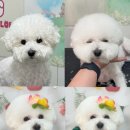 팍스도그트레이닝센터 이미지