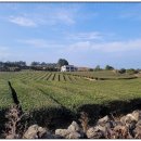 제주도 가족 펜션 오드리하우스 이미지