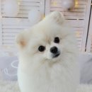 숑숑펫살롱 이미지