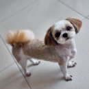 여리네멍멍묭실 이미지