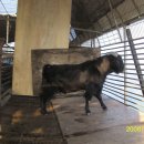 흑염소농장 이미지