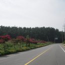 황촌리 Daum카페