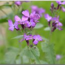 루나리아(lunaria)