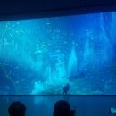 제주해양과학관 (아쿠아플라넷) 이미지