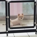 핑크펫샵 이미지