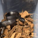 자이언트팩토리 | 블랙킹스네이크 , 자이언트데이게코 , 골드더스트데이게코 , 브라운트리프록 , 가고일게코 극진찬란...