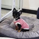 동그리펫 이미지