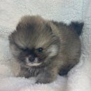 강아지분양 고양이분양 도그마루 무료 검단점 이미지