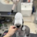 잇츠그루밍타임 서초점 이미지